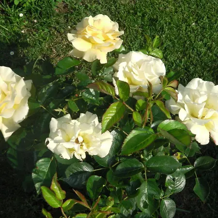 Aux Vieux Fours Nocleg ze śniadaniem Noaillac