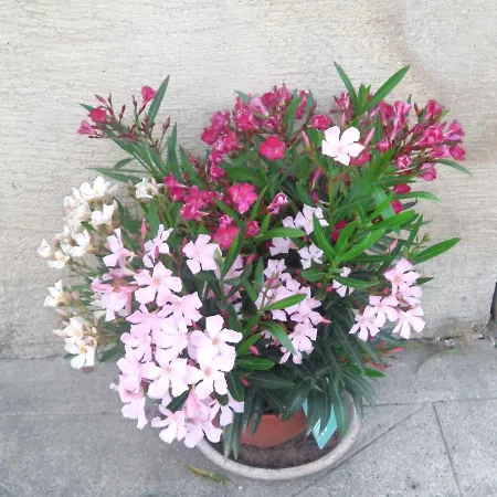 Aux Vieux Fours Bed & Breakfast 3*